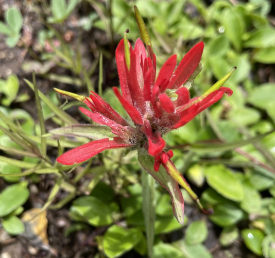 Acompanyament terapèutic caminant